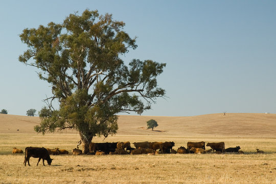 Cows In Shade, Australia