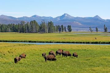 Buffle sauvage au parc de Yellowstone mangeant de l& 39 herbe