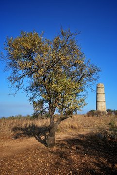 Colonna Pizzuta e mandorlo
