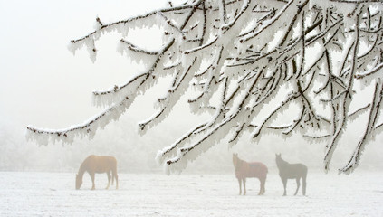 three horses behind a white frosted branches