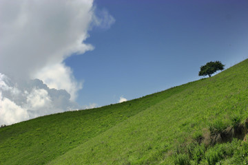 alone tree on the meadow slope