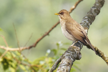 Singdrossel - Turdus amaurochalinus