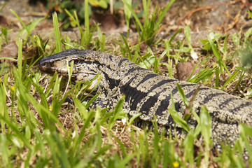 Leguan