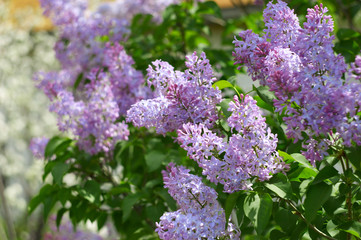 Blooming lilac bush in the garden
