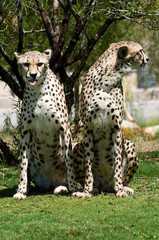 Two cheetahs standing beside each other