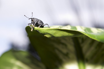 Schwarzer Rüsselkäfer