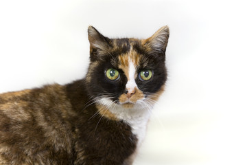 Obraz premium calico cat