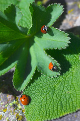 Three ladybirds on green leaves