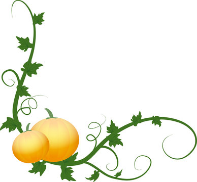 pumpkins and vine over white background