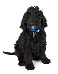 black Labradoodle puppy dog