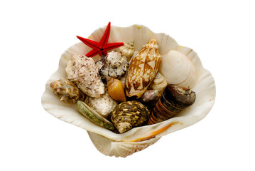 Various seashells isolated with clipping path