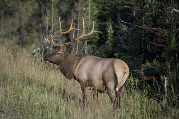 542 Elk antlers glowing in sunlight