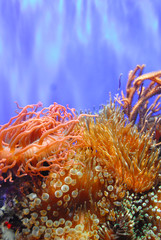 Naklejka na ściany i meble Colorful fish coral habitat.
