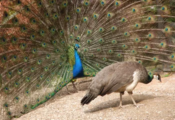 Wall murals Peacock peacock displaying feathers to peahen