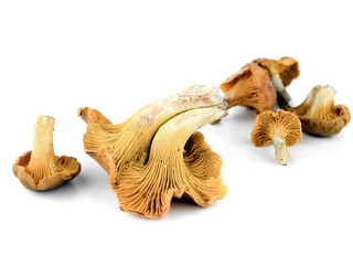 Chanterelle mushrooms isolated on white background