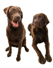 Two Happy Doggies
