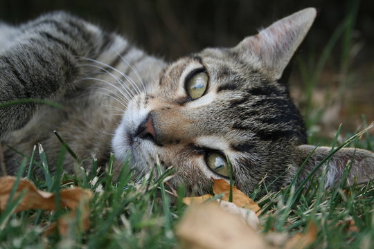 Gatto sornione