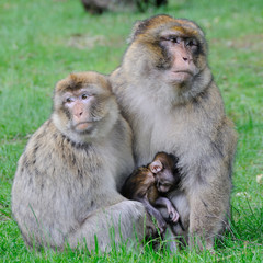Barnary Macaque Monkey.