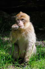 Barnary Macaque Monkey