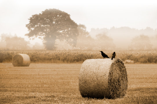 Two crows on hay bails in hay field at harvest time