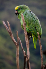 green costa rican parrot sitting on a death tree