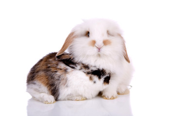 Cute little bunnies together on white background