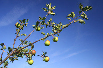 Apples on a branch