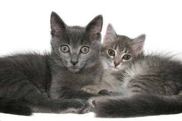 Small kittens on a white background.