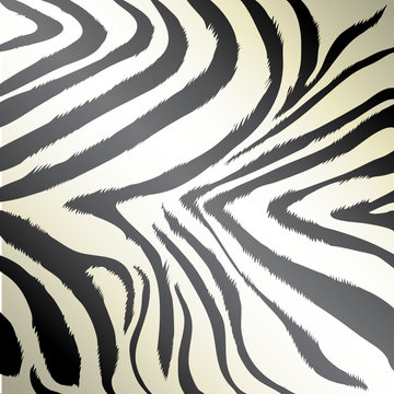 zebra fur