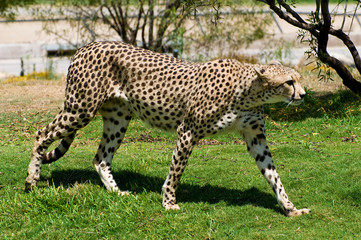 Adult cheetah cat walking on the grass