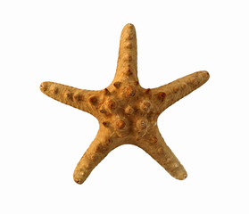 A five-arm starfish on a white backrground