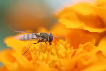 bee on a yellow flower macroshooting