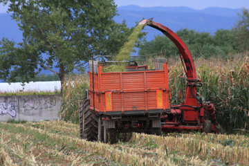 Fototapeta premium agricolture