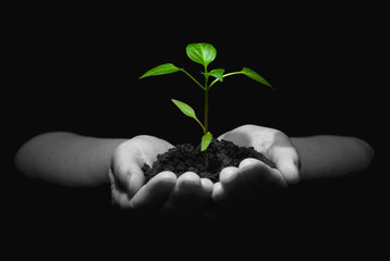 plant in hands