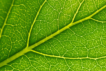 structure of leaf