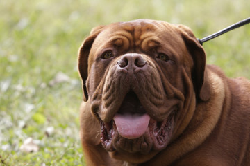 a big dog : french mastiff