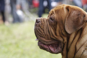 a big dog : french mastiff