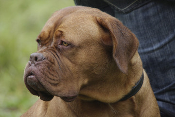 Obraz premium a big dog : french mastiff