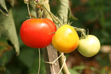 Tomaten in verschiedenen Farben 