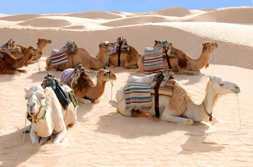 Camels resting