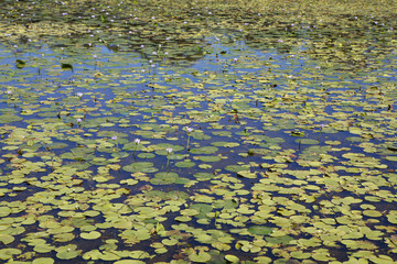 Water lillies in full bloom, NSW, Australia