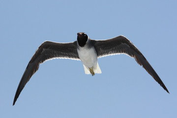 Sea gull