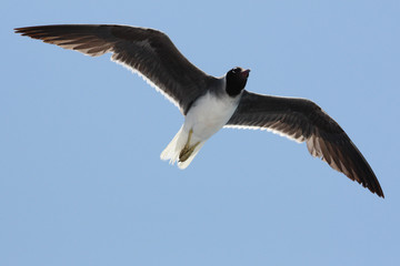 Sea gull