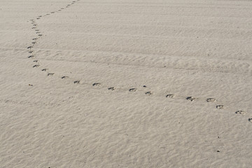 Spuren im Sand