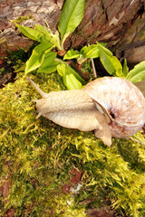 Snail on moss