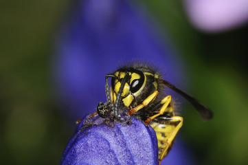 german wasp macro closeup portrait