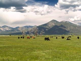 Cattle grazing by Sangre de Cristo mountains, NM