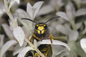 german wasp macro closeup portrait