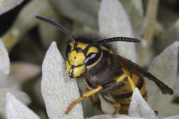 german wasp macro closeup portrait