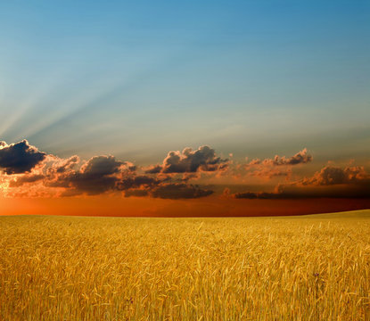 An image of a field with golden rye